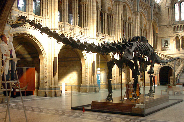 dippy-the-diplodocus-is-retiring-from-the-natural-2-20404-1422538851-4_dblbig